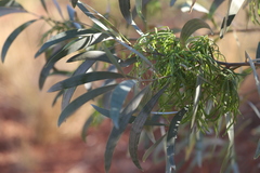 Acacia colei