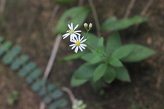 Aster ageratoides scaberulus