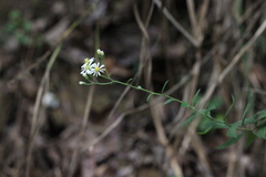 Aster ageratoides scaberulus