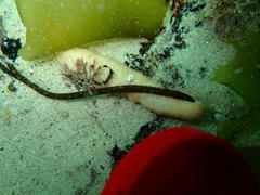 Thyone aurea
