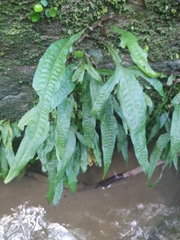 Leptochilus pteropus