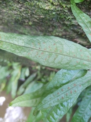 Leptochilus pteropus