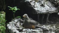 Turdus olivaceus pondoensis