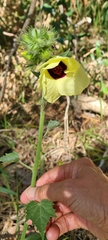 Hibiscus diversifolius diversifolius