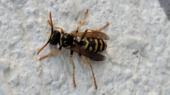 Polistes dominula