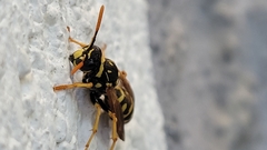 Polistes dominula