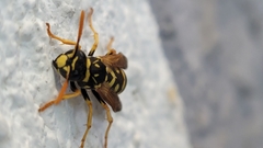 Polistes dominula