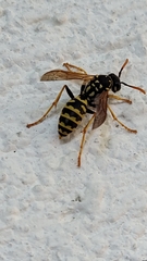 Polistes dominula