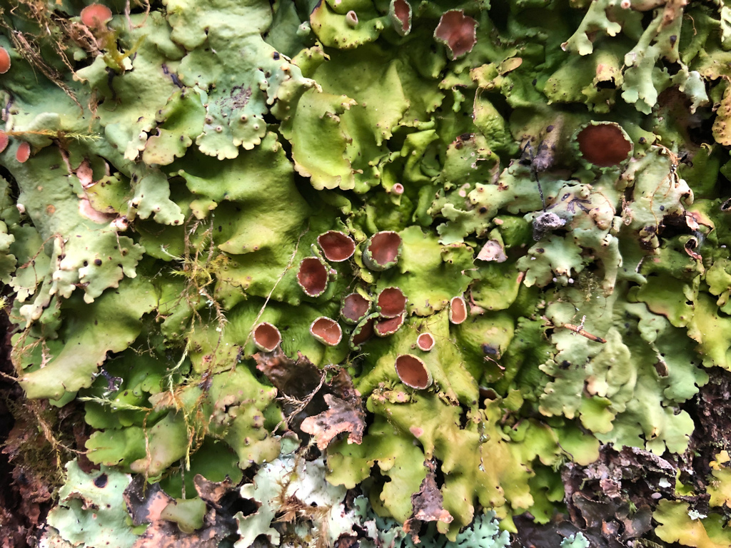 Ricasolia japonica