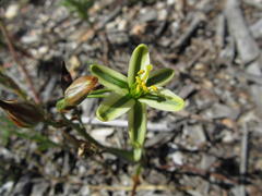 Albuca suaveolens
