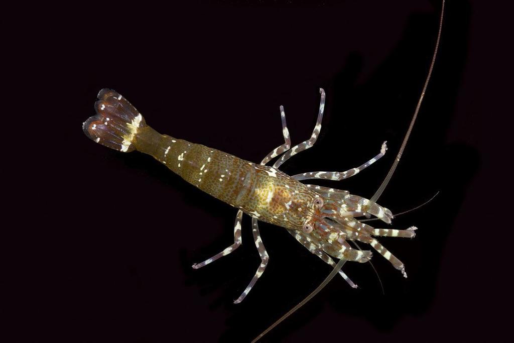 bald shrimp