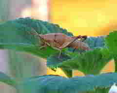 Sphenarium