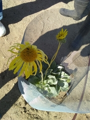 Enceliopsis covillei