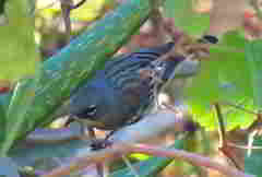 Setophaga coronata