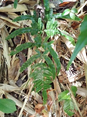 Pteris heteromorpha