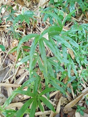 Lygodium circinnatum