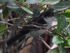 Dryoscopus cubla cubla