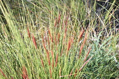 Machaerina juncea