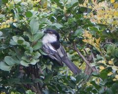 Dryoscopus cubla cubla