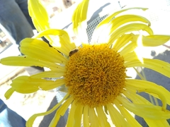 Enceliopsis covillei