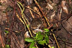 Breviceps verrucosus