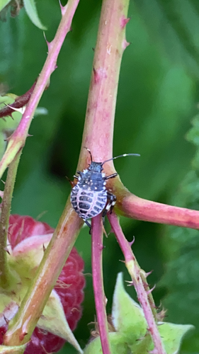Halyomorpha halys
