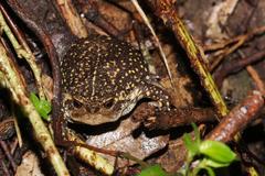 Breviceps verrucosus