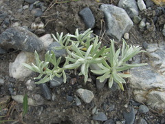 Cladochaeta candidissima