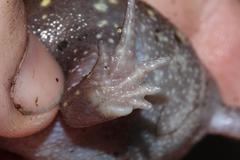 Breviceps verrucosus