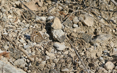 Satyrus actaea