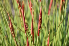 Machaerina juncea