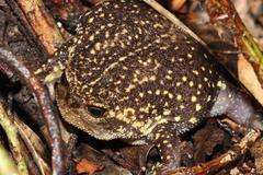 Breviceps verrucosus