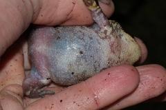 Breviceps verrucosus