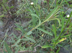 Salix elbursensis