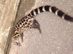Genetta tigrina tigrina