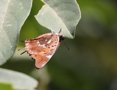Charaxes jahlusa argynnides