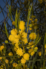 Acacia blakelyi