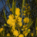 Acacia blakelyi - Photo (c) Sue Jaggar, some rights reserved (CC BY-NC-ND), uploaded by Sue Jaggar