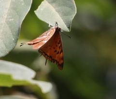 Charaxes jahlusa argynnides