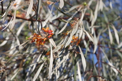 Grevillea refracta refracta