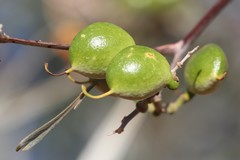 Grevillea refracta refracta