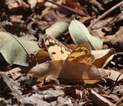 Colotis calais calais