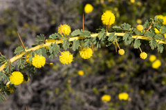 Acacia pulchella