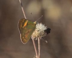Colotis calais calais