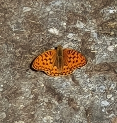 Argynnis adippe