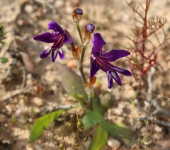 Sparaxis metelerkampiae