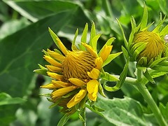 Verbesina encelioides