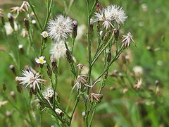 Symphyotrichum subulatum squamatum