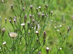 Symphyotrichum subulatum