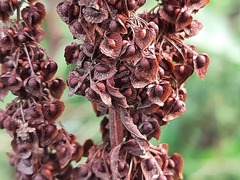 Rumex crispus
